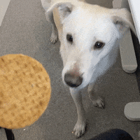 V-dog-wiggle-biscuits GIFs - Get the best GIF on GIPHY