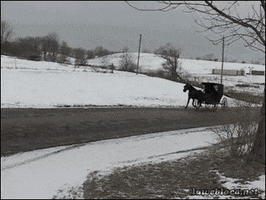 party amish GIF