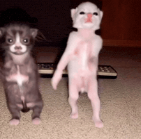 Vibes Dancing GIF