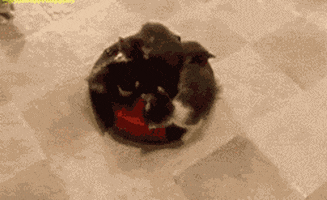 Kittens Roomba GIF