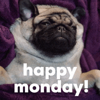 Monday Morning Dog GIF by Sealed With A GIF