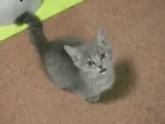 cat please GIF