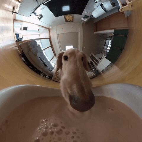 Milk Dawg GIF