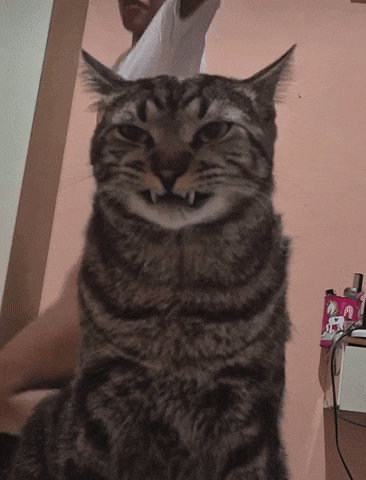 Cat Staring GIF