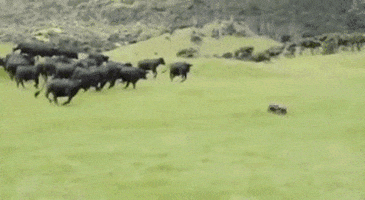 drive cattle GIF