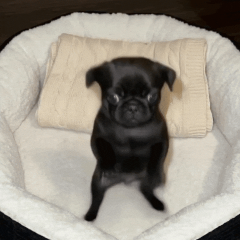 Dogmeme Celebrating GIF by TruRebels