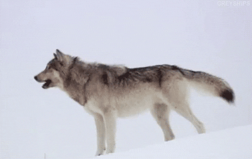 wolf howling GIF