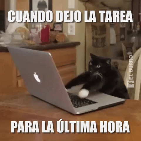 elburro gato tarea GIF