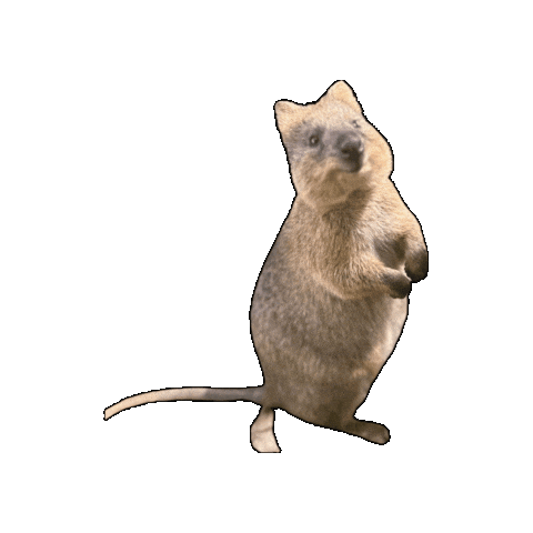 Wildlife Quokka Sticker by Gumbuya World