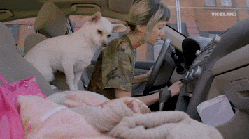driving good boy GIF by HOLLYWOOD LOVE STORY
