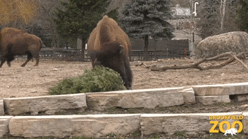 Trees Running GIF by Brookfield Zoo
