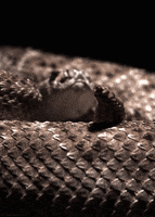 western diamondback rattlesnake snake GIF by Head Like an Orange