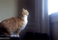 Cat Falling GIFs - Get the best GIF on GIPHY