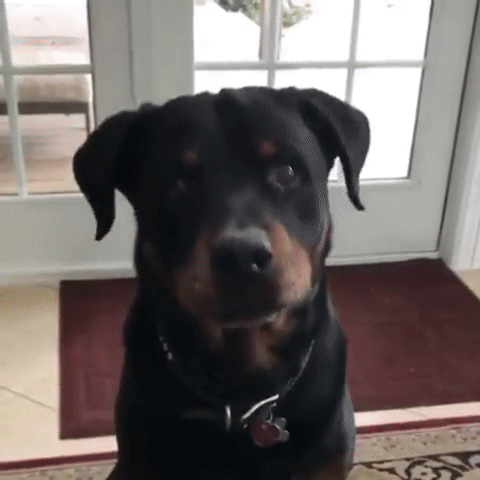 Video gif. Dog shakes head, refusing to eat the piece of broccoli in owner's outstretched hand.