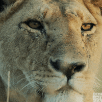 Lion GIFs - Get the best GIF on GIPHY