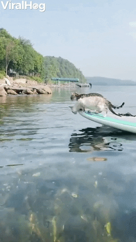 Dog And Cats Love Paddleboarding Lake Champlain GIF by ViralHog