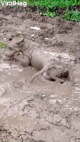 Viola The Dog Playing In The Mud Looks Like A Pig GIF by ViralHog Viola The Dog Playing In The Mud Looks Like A Pig GIF by ViralHog