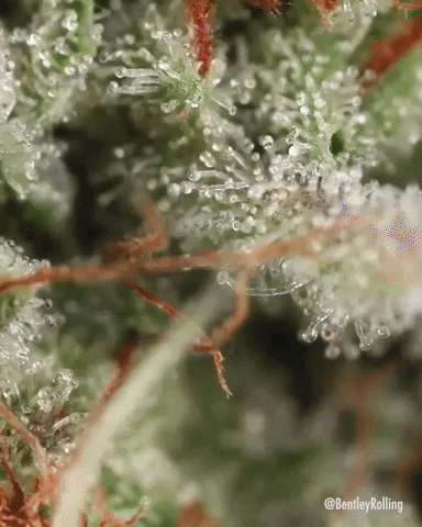 weed marijuana GIF by WeedFeed