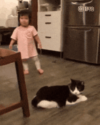 Naughty-cat GIFs - Get the best GIF on GIPHY