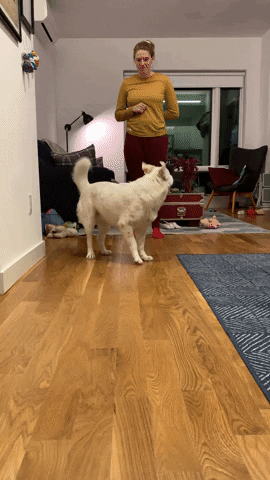 dog running towards camera