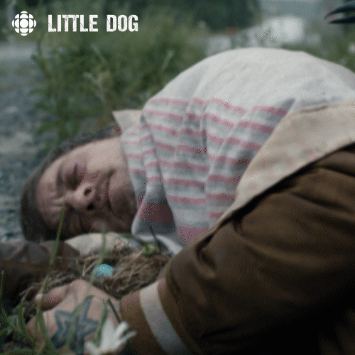 little dog fly GIF by CBC