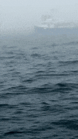 whale breaching GIF
