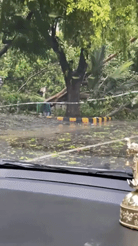 Downed Trees in Delhi as City Brought to 'Standstill' by Severe Storm