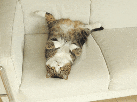 scottish fold cat GIF