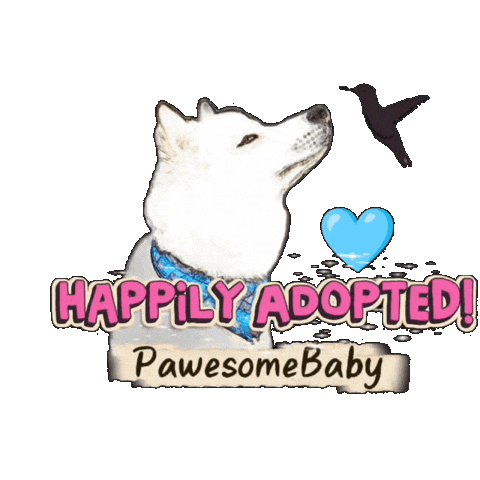 White Husky Sticker by PawesomeBaby