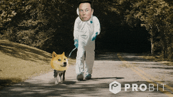Elon Musk Crypto GIF by ProBit Global