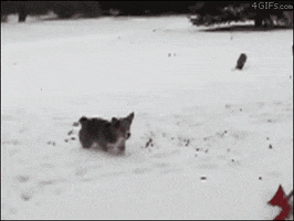 Winter Solstice Dog GIF
