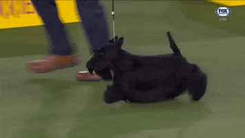 GIF by Westminster Kennel Club