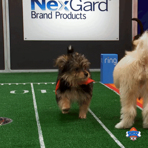 Shake It Off Animal Planet GIF by Puppy Bowl
