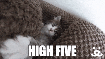 GIF by Best Friends Animal Society