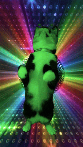 Dance Cat GIF