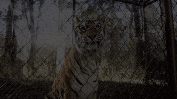 TheAvenue_Film hungry florida tiger tigers GIF