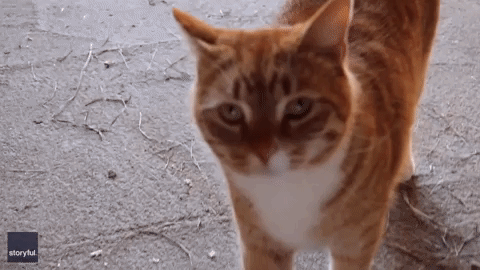 Angry Cat GIF - Find & Share on GIPHY