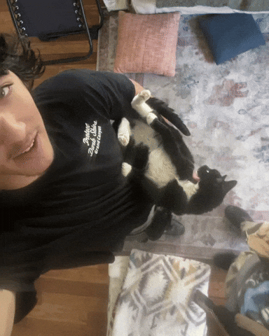 Cat GIF