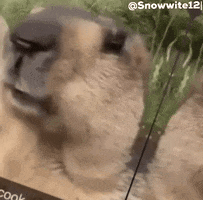 Snowwite12 GIF