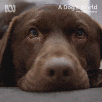 Look At Me Please GIF by ABC TV + IVIEW