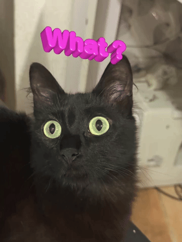 Cat GIF