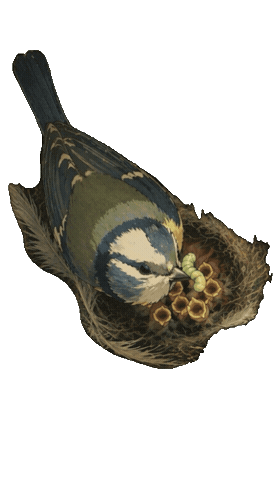 Bird Chick Sticker by mahoniemoni