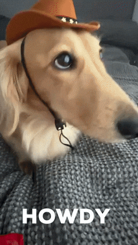 Cowboy Dachshund GIF
