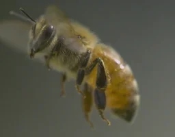 GIF abeille