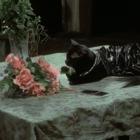 Cat Flowers GIF
