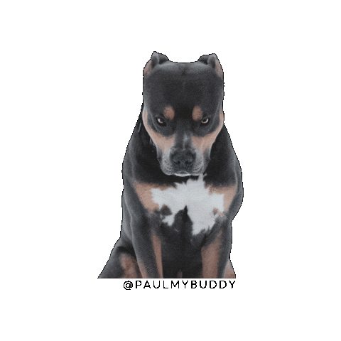 Angry Dog Sticker by TOM BROLIN