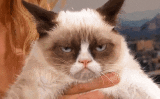 Video gif. Grumpy Cat, none too thrilled about being held.