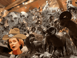 Sheep GIF