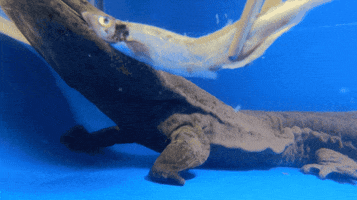 out of this world eating GIF by San Diego Zoo