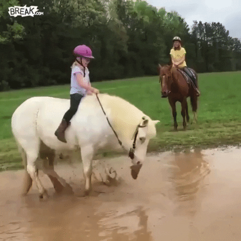 Video gif. Young girl sits upon a white horse in a muddy pool of water. The horse roughly paws at the mud before plopping down in it and completely toppling over, which tosses the girl into the mud. She stands and is amusedly fathoms how dirty she is while the horse continues rolling in the mess. Meanwhile, another girl atop a chestnut horse laughs hysterically from afar and a dog jumps in on the action.